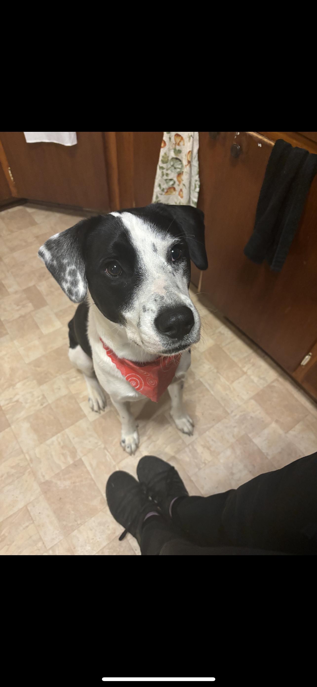 Dog for adoption Oswald, a Labrador Retriever Mix in Louisville , KY