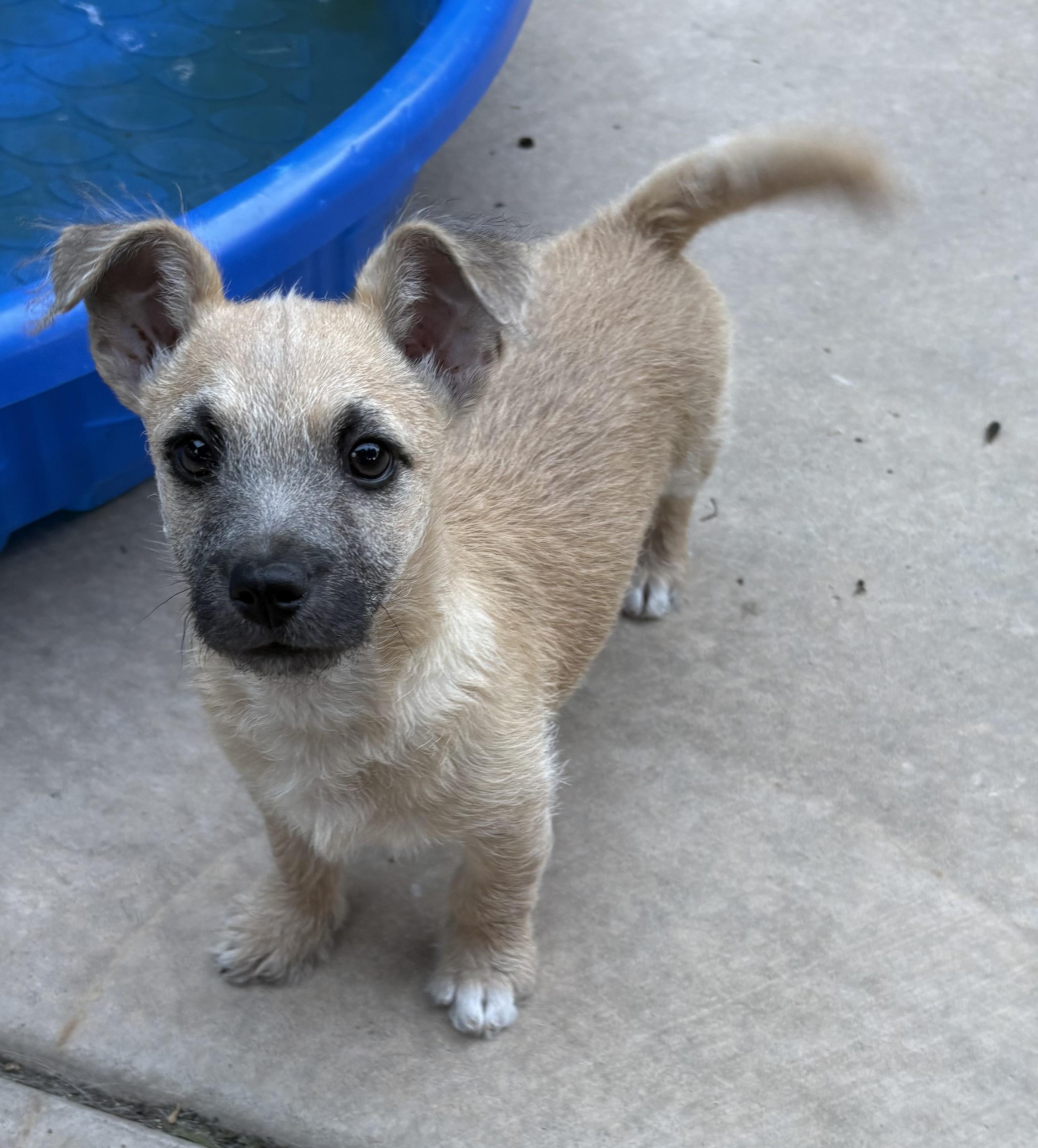 Franklyn, ADOPTABLE, Puppy Male Border Terrier.
