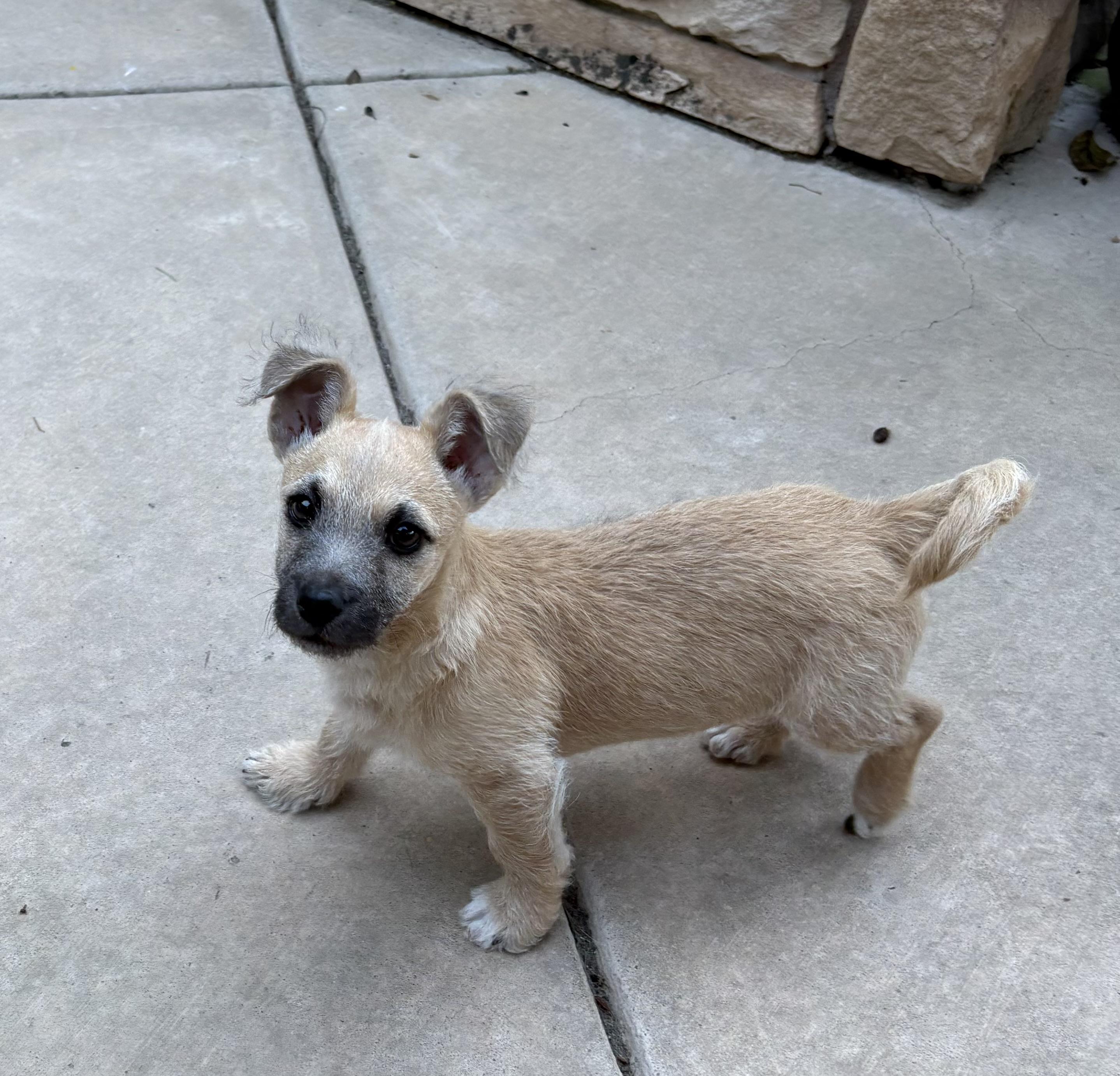 Franklyn, a ADOPTABLE mixed breed in Concord, CA image 2/2