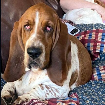 Enlarge SARGE, a Adopted Basset Hound in Mays Landing, NJ image 1/1