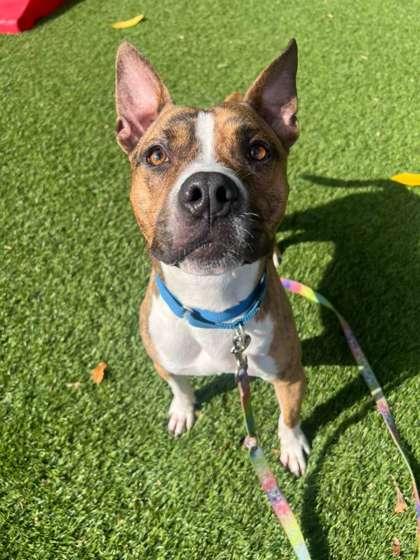 Simon, Adoptable, Adult Male Terrier & Mixed Breed.