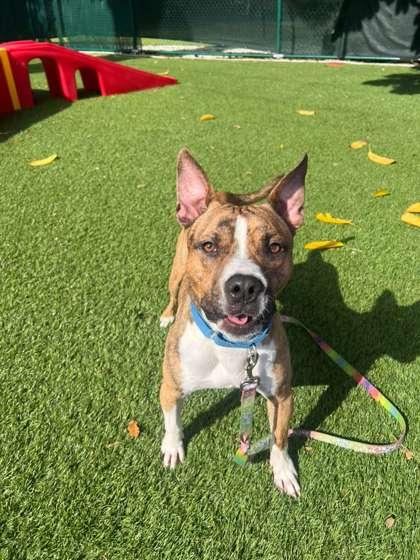 Simon, Adoptable, Adult Male Terrier & Mixed Breed.