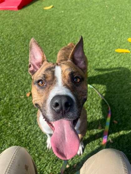Enlarge Simon, a Adoptable mixed breed in North Miami Beach, FL image 2/3