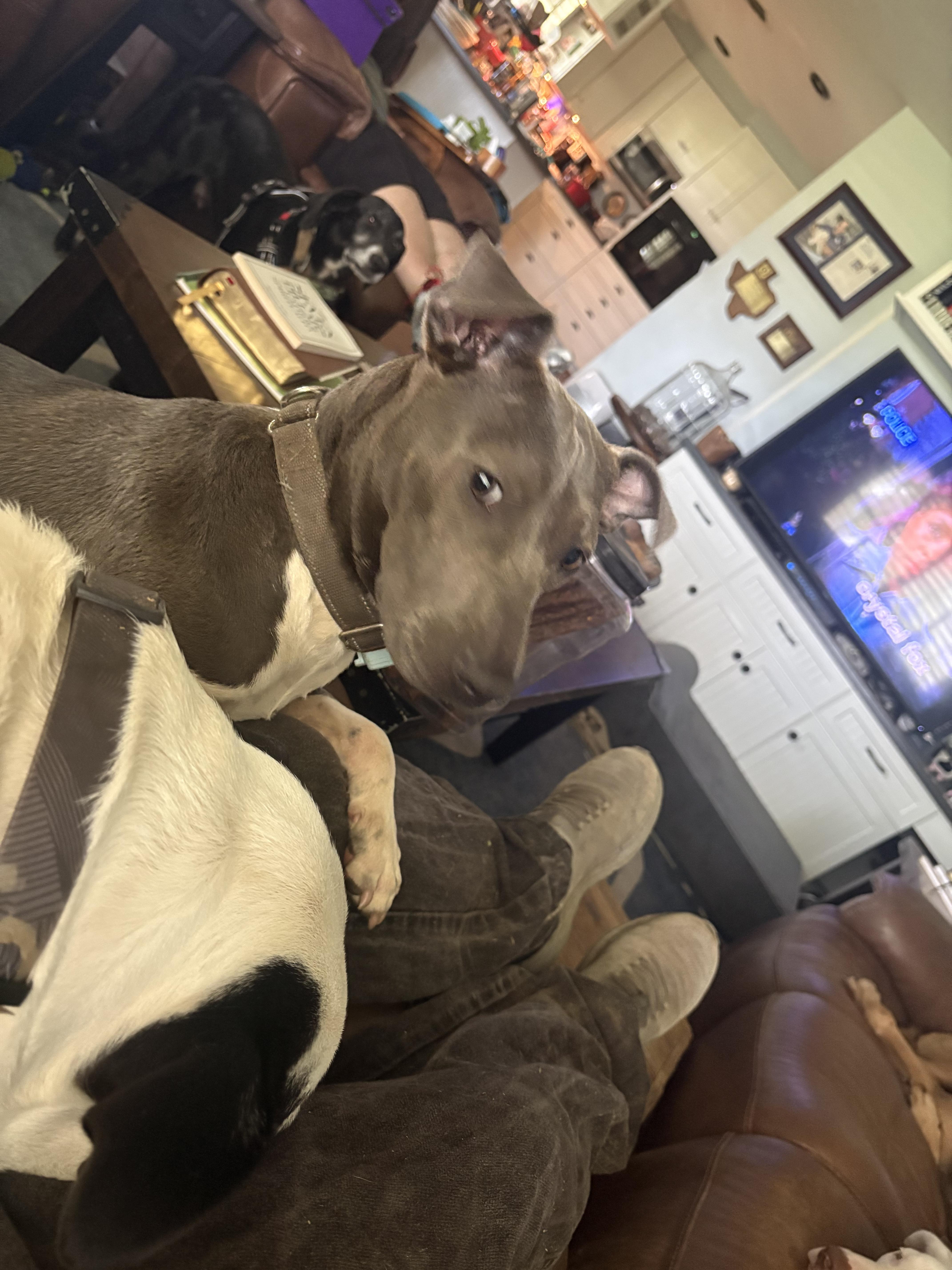 Maya, a Adoptable mixed breed in Nashville, TN image 5/6