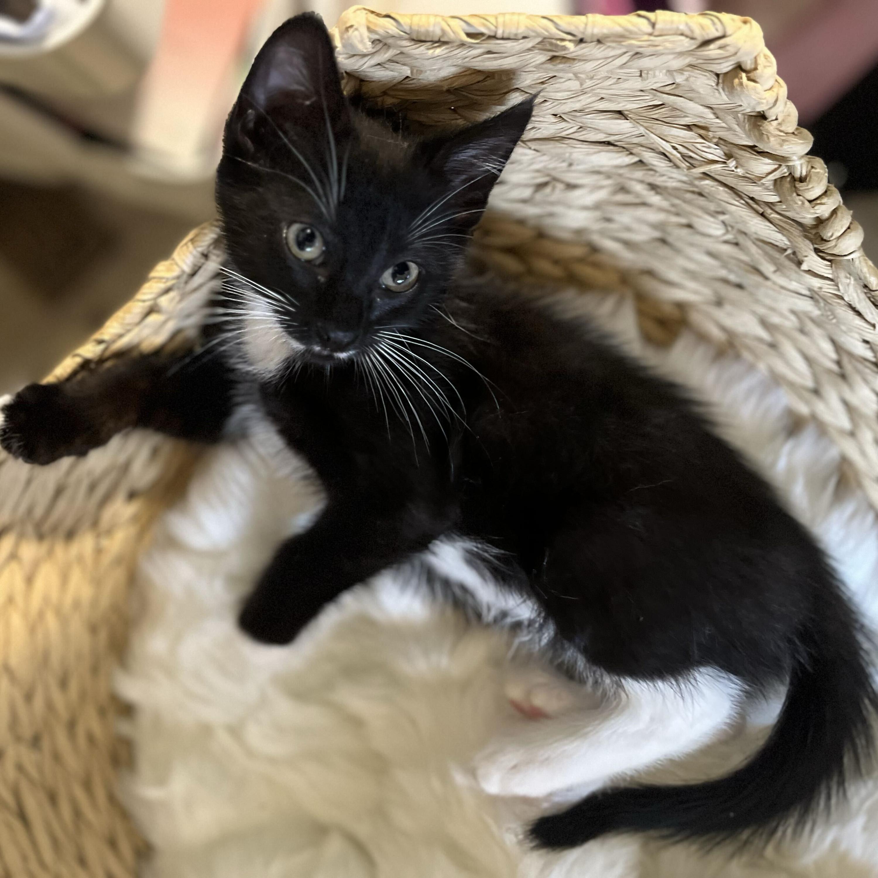 Enlarge Bingley, an adopted Domestic Short Hair in Long Island City, NY image 4/6