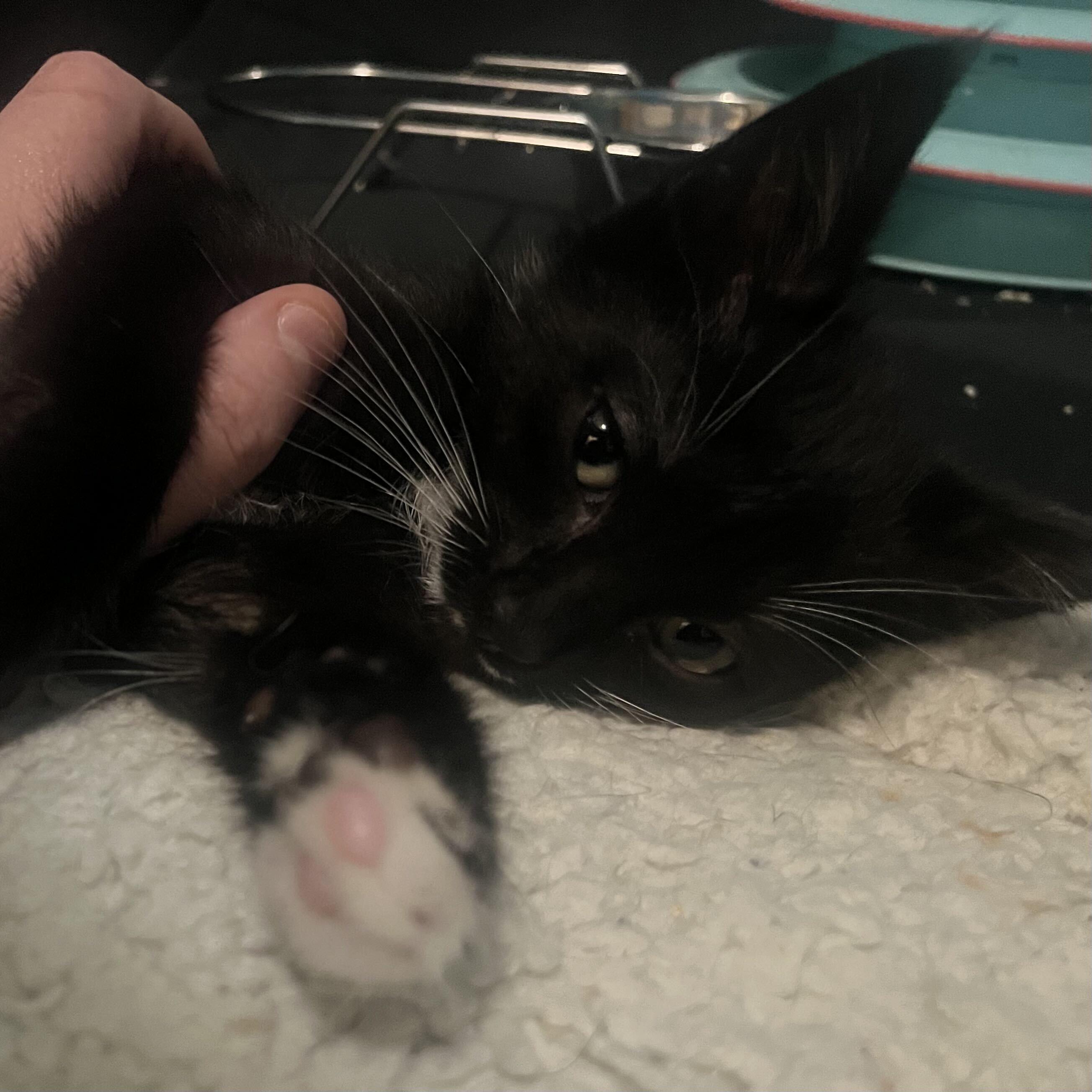 Enlarge Bingley, an adopted Domestic Short Hair in Long Island City, NY image 5/6