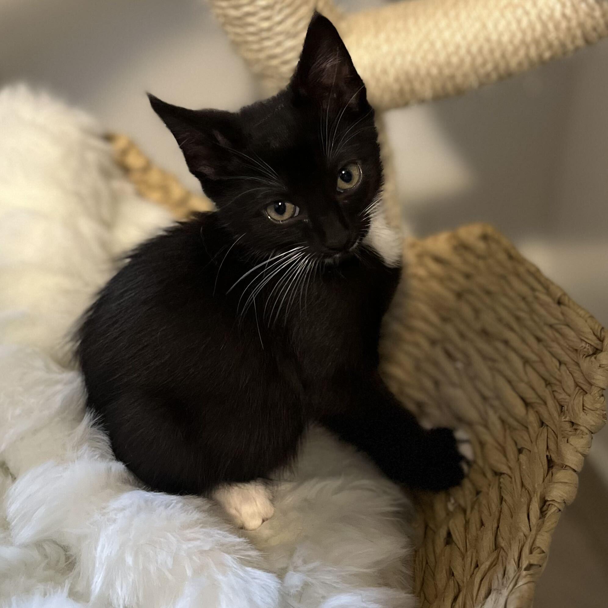 Enlarge Bingley, an adopted Domestic Short Hair in Long Island City, NY image 3/6