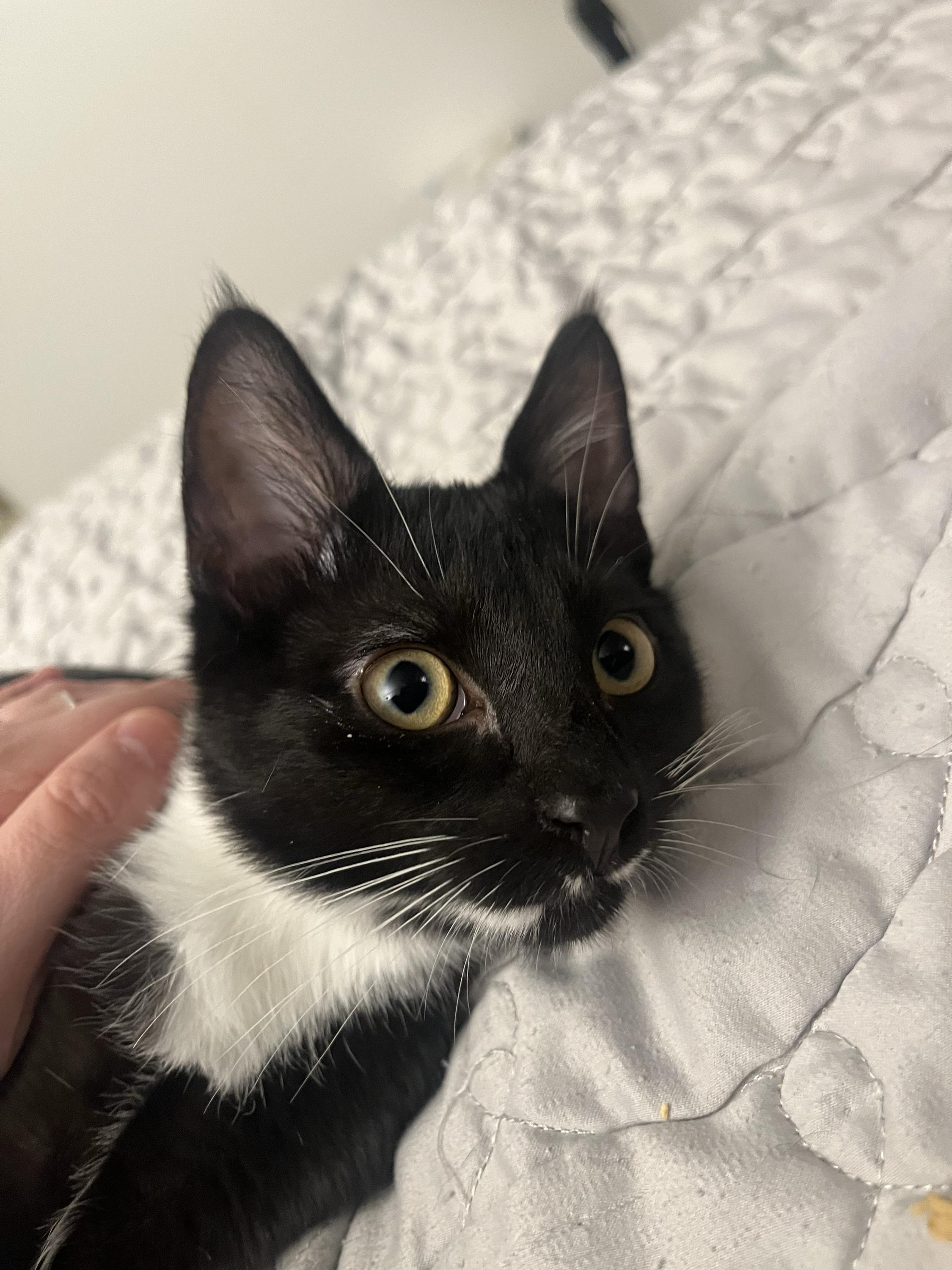 Enlarge Bingley, an adopted Domestic Short Hair in Long Island City, NY image 2/6