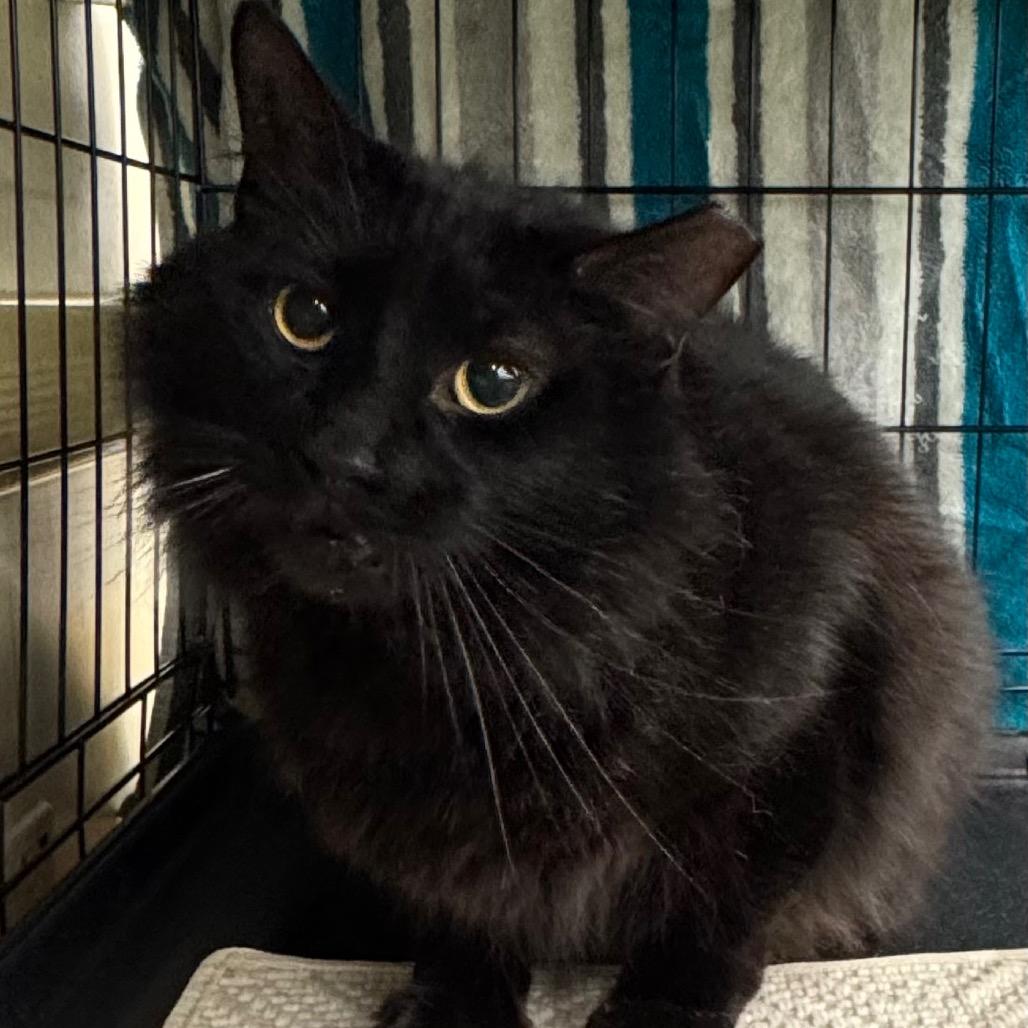 Salem, Adoptable, Adult Male Domestic Long Hair.