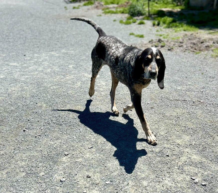 George, Adopted, Adult Male Bluetick Coonhound.