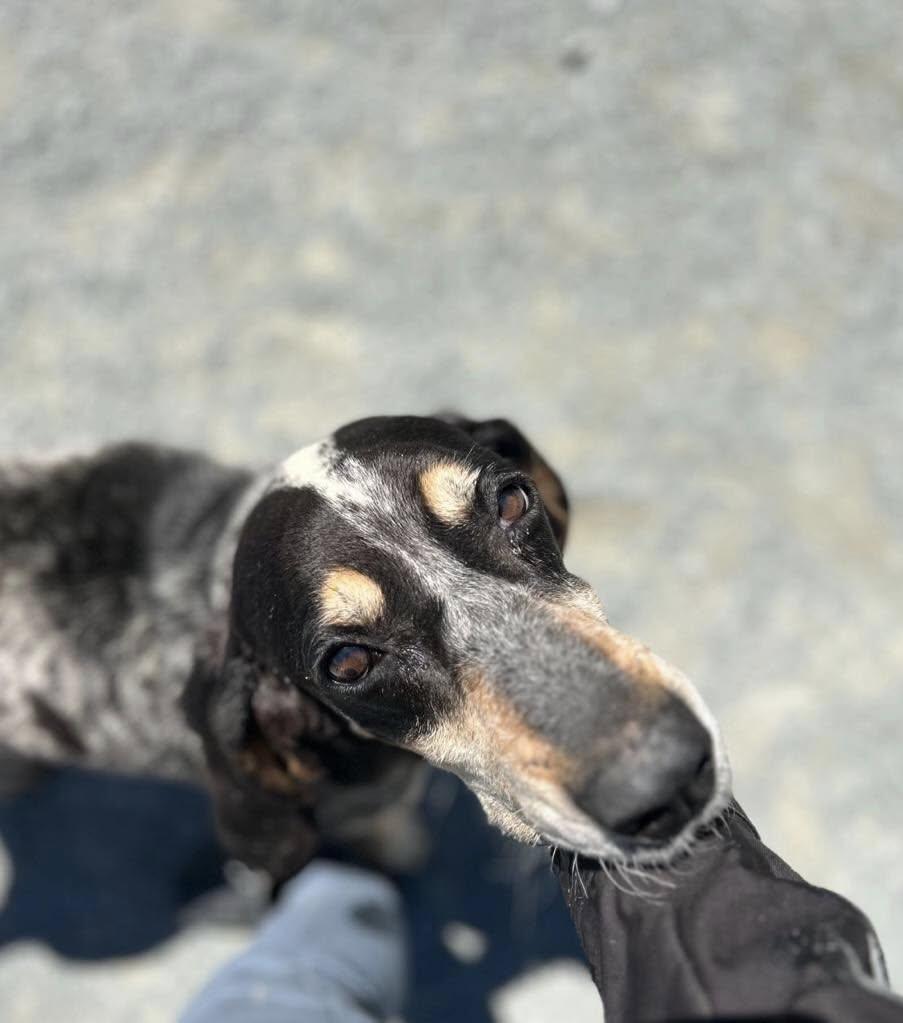 Enlarge George, a Adopted Bluetick Coonhound in West Northfield, NS image 2/2
