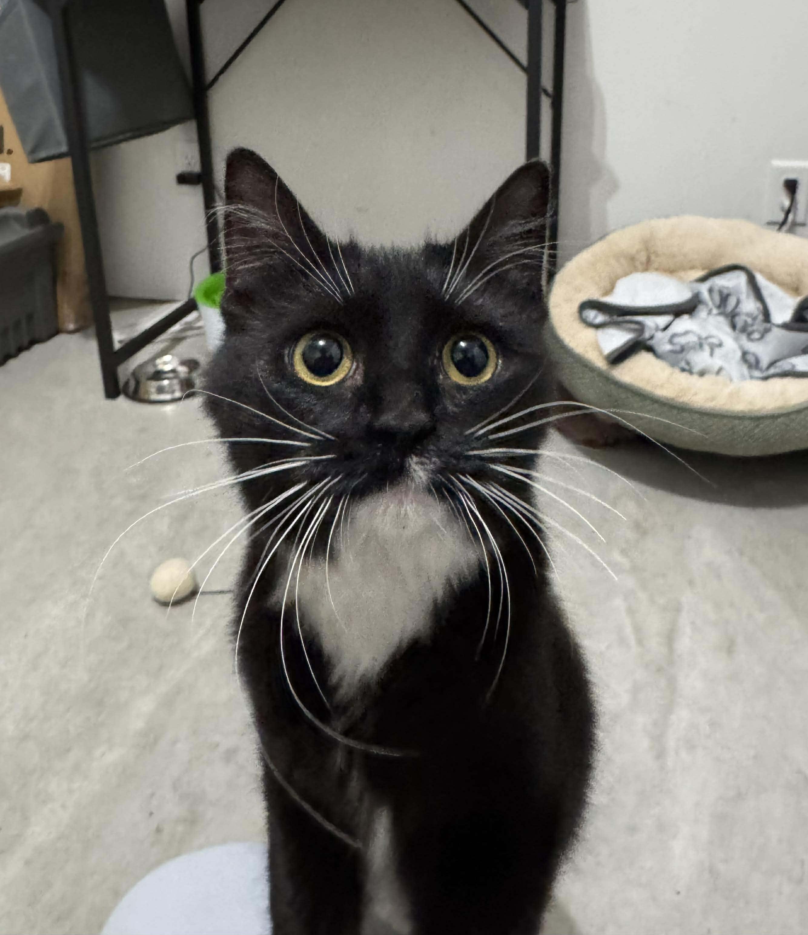 Enlarge Zoodles - Playful and friendly, a Adoptable Domestic Medium Hair in Racine, WI image 1/2