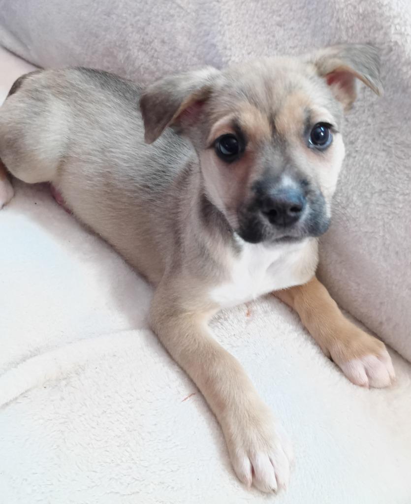 Enlarge Aretha $500, a Adoptable mixed breed in Milwaukee, WI image 1/3