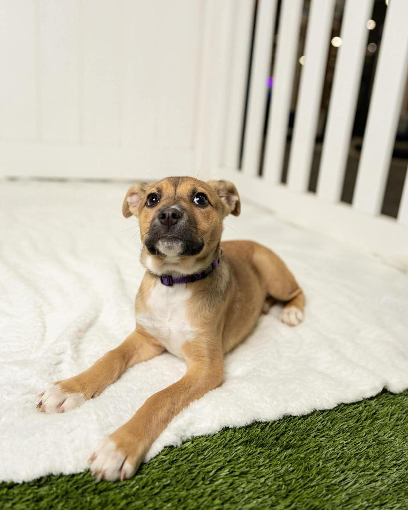 Enlarge Aretha $500, a Adoptable mixed breed in Milwaukee, WI image 2/3