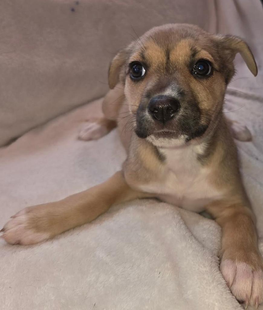 Enlarge Aretha $500, a Adoptable mixed breed in Milwaukee, WI image 3/3