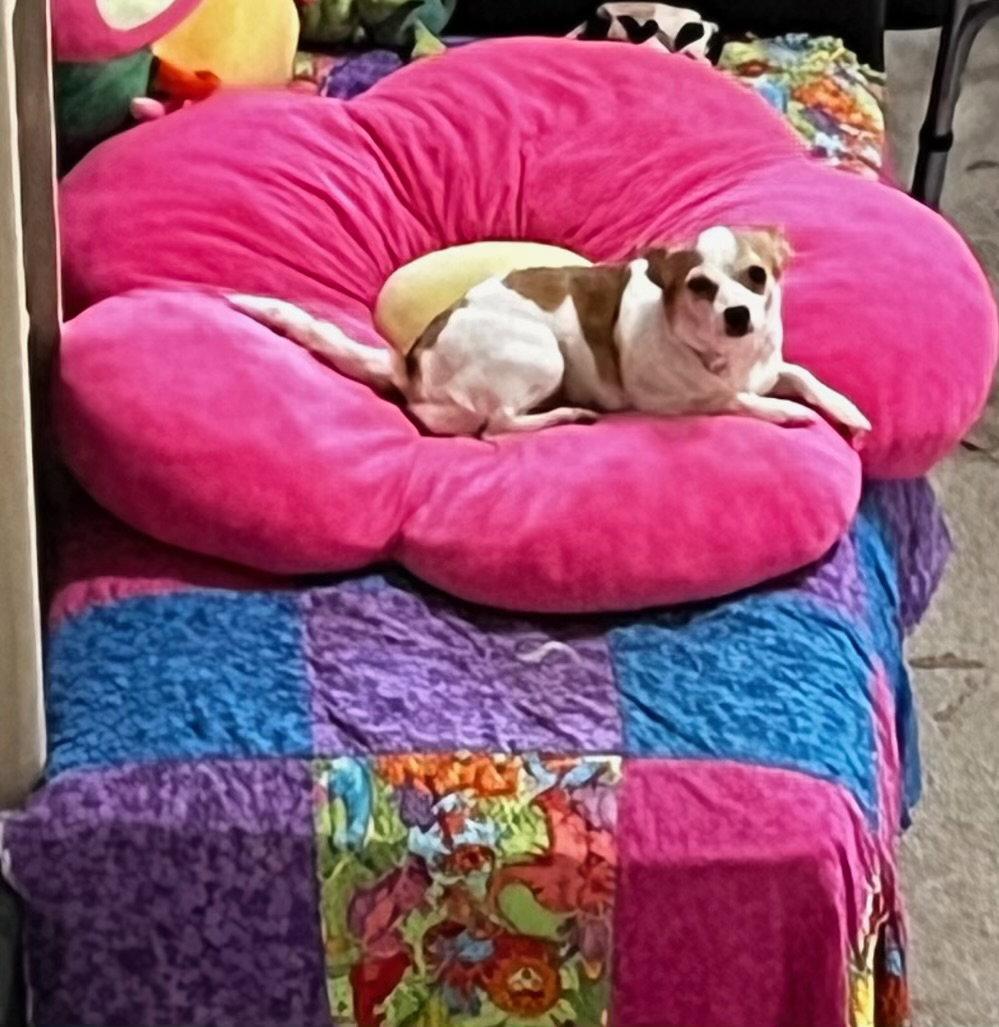 Violet, Adoptable, Adult Female Chihuahua.