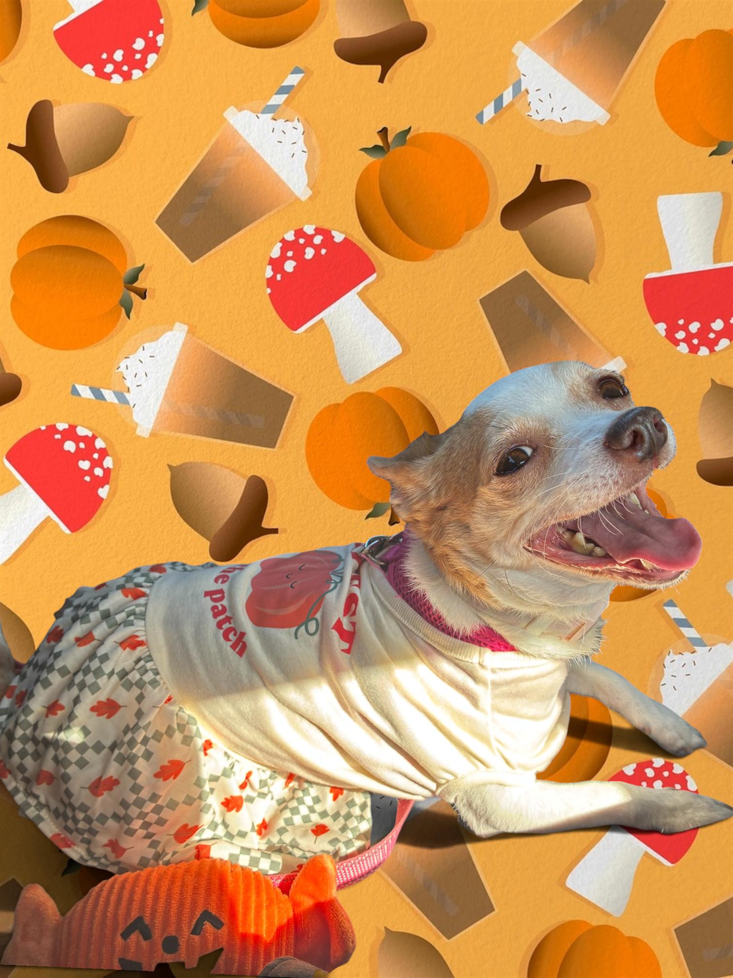 Enlarge Violet, a Adoptable Chihuahua in The Woodlands, TX image 2/3
