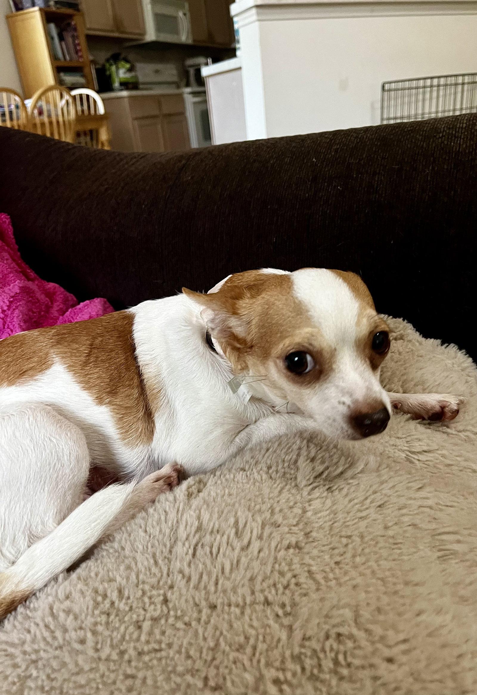 Enlarge Violet, a Adoptable Chihuahua in The Woodlands, TX image 3/3