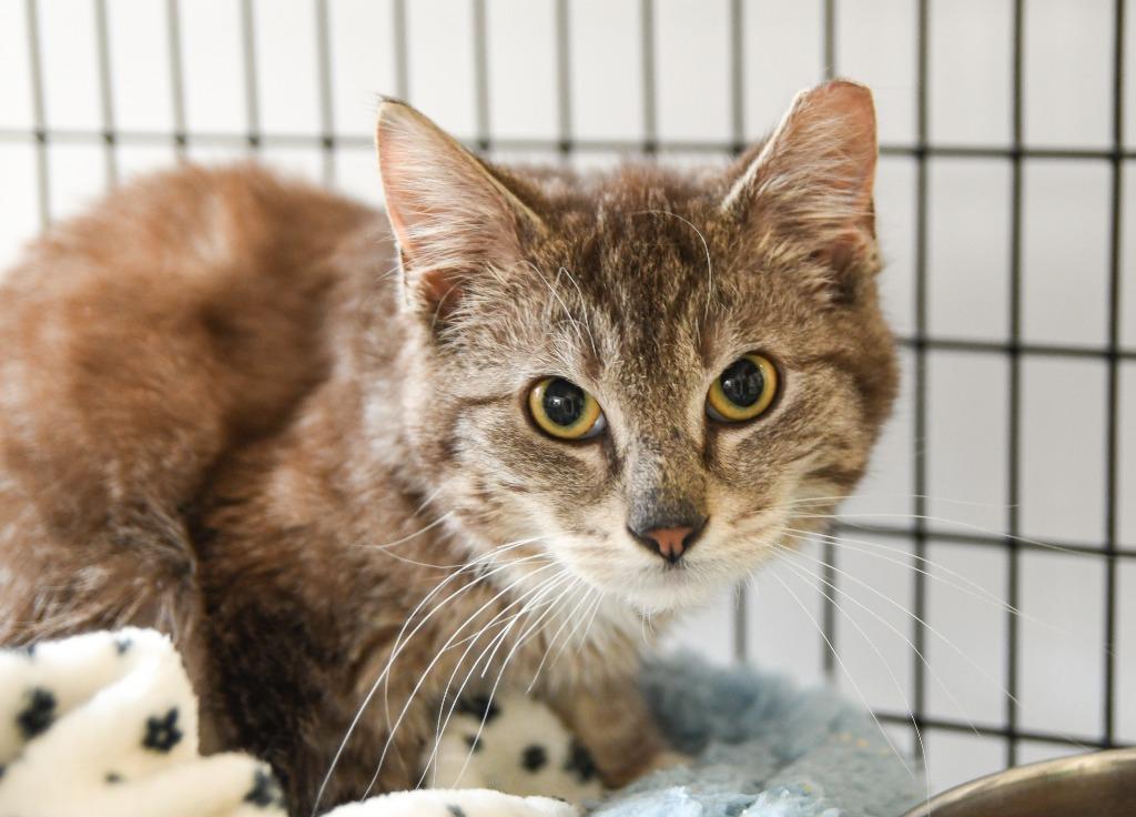 Guinness, Adoptable, Kitten Male Domestic Medium Hair.