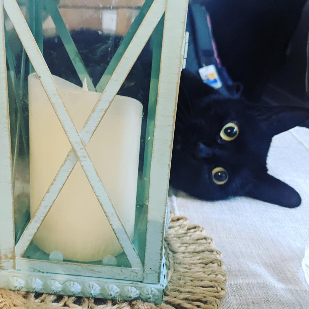 Poppy - Home to Home