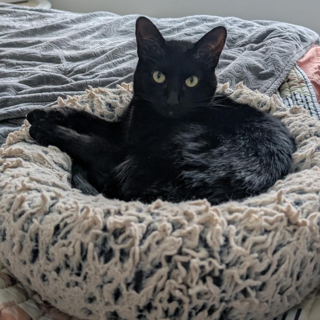 Poppy - Home to Home — thumbnail 2