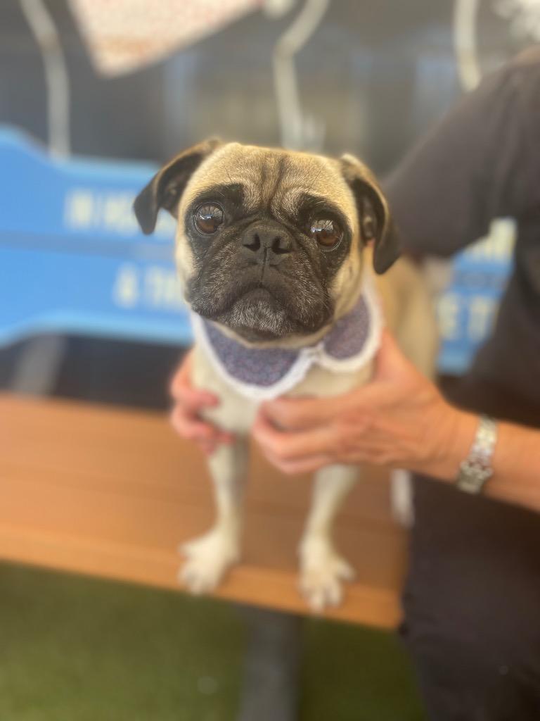 Valkyrie, Adoptable, Adult Male Pug.