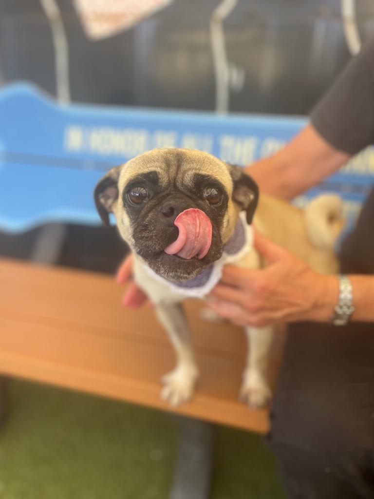 Enlarge Valkyrie, a Adoptable Pug in Gardena, CA image 4/4