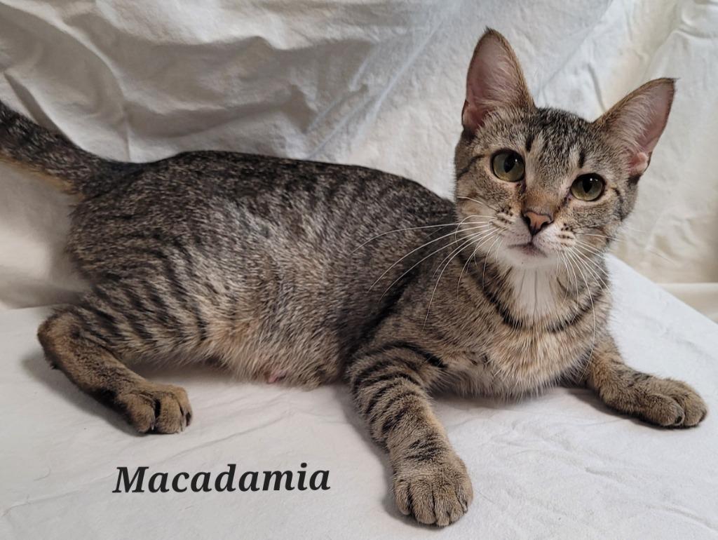 Macadamia, a Adoptable mixed breed in Cedar Rapids, IA image 1/6