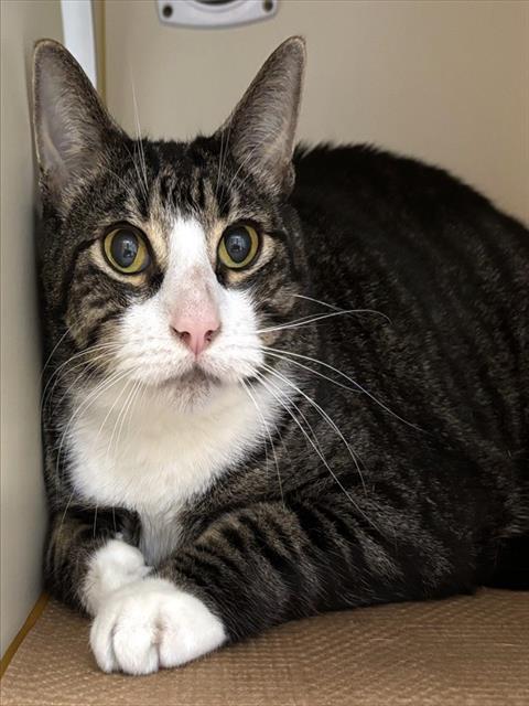 Enlarge BUZZ, a Adoptable Domestic Short Hair in Dedham, MA image 1/1