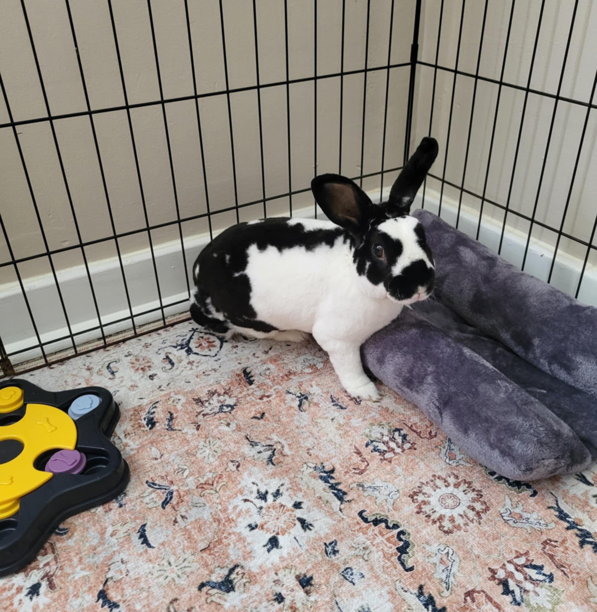 Bennett, Adoptable, Adult Male Rex & Mini Rex.
