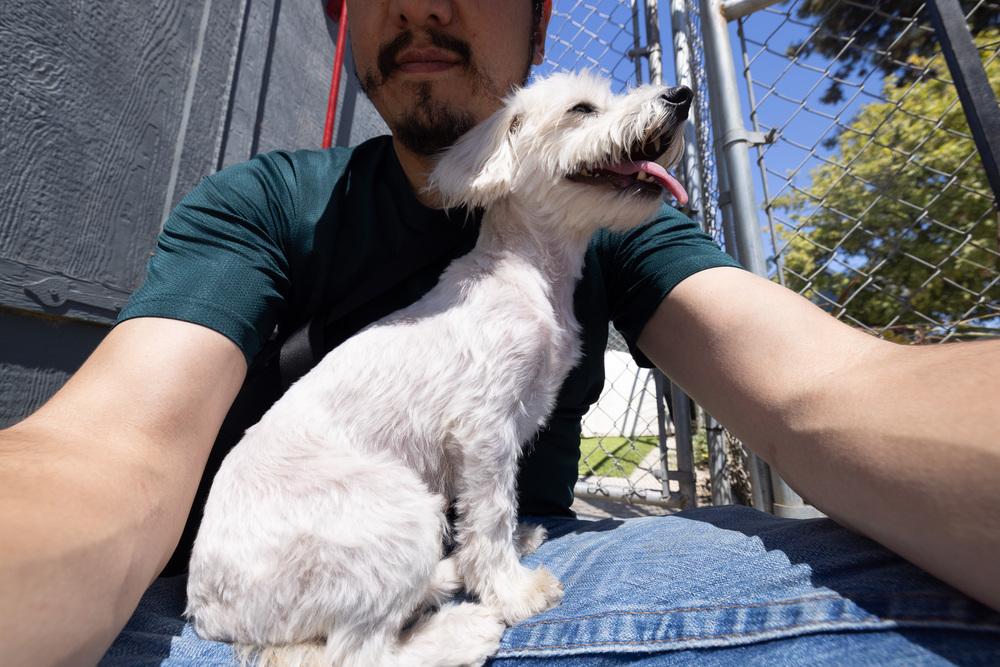 Enlarge Poppet, a Adopted mixed breed in Santa Rosa, CA image 1/3