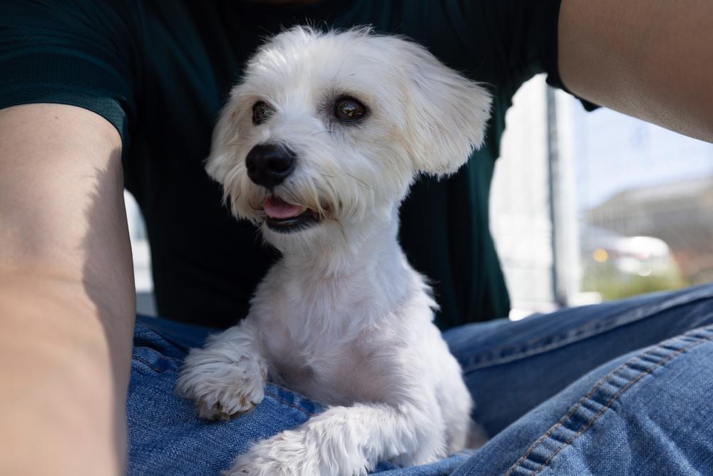 Enlarge Poppet, a Adopted mixed breed in Santa Rosa, CA image 2/3