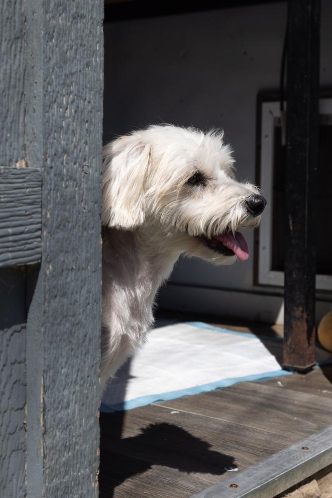 Enlarge Poppet, a Adopted mixed breed in Santa Rosa, CA image 3/3
