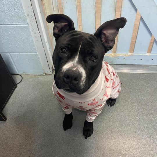 Enlarge Tina Badina, a Adoptable mixed breed in Carencro, LA image 1/6