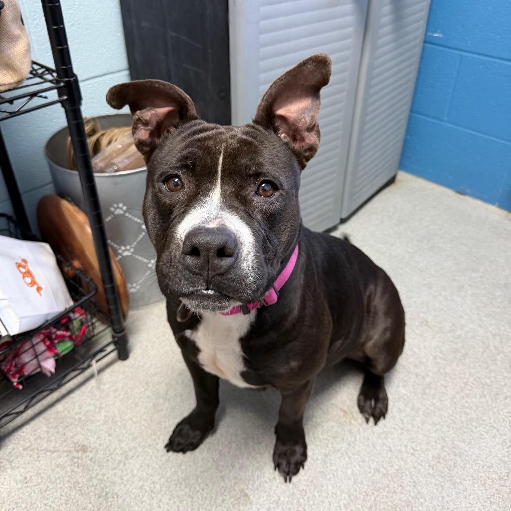 Enlarge Tina Badina, a Adoptable mixed breed in Carencro, LA image 2/6