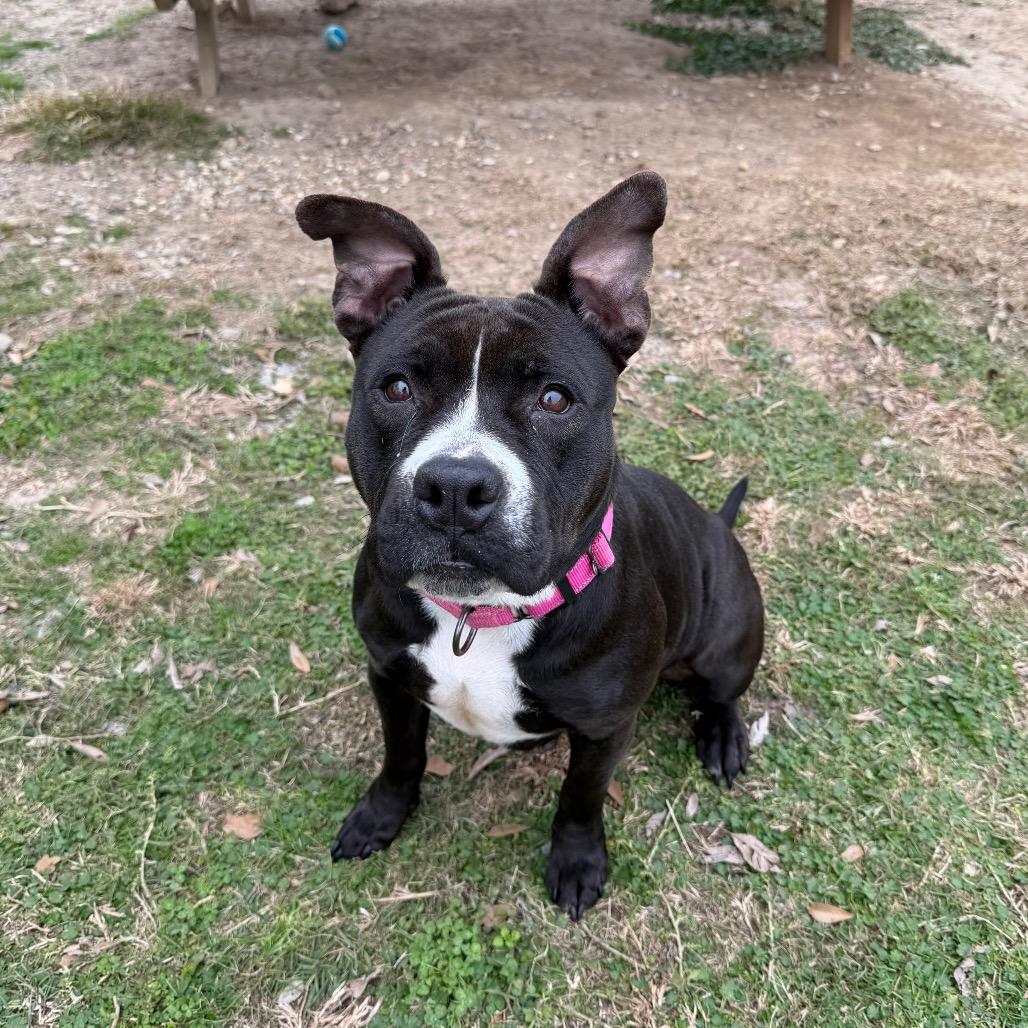 Enlarge Tina Badina, a Adoptable mixed breed in Carencro, LA image 3/6