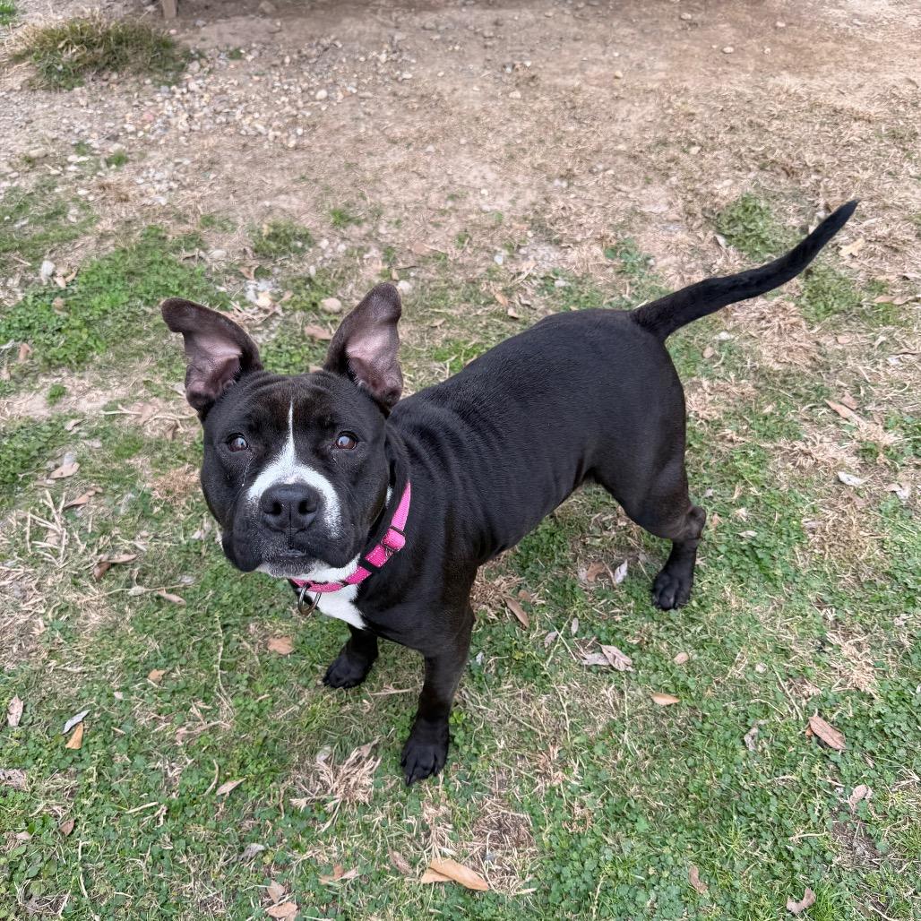 Enlarge Tina Badina, a Adoptable mixed breed in Carencro, LA image 5/6