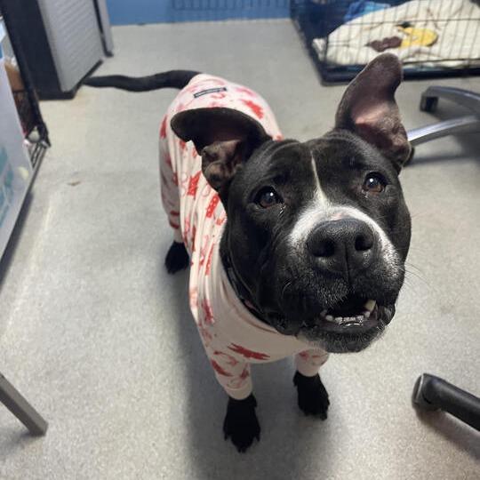 Enlarge Tina Badina, a Adoptable mixed breed in Carencro, LA image 6/6