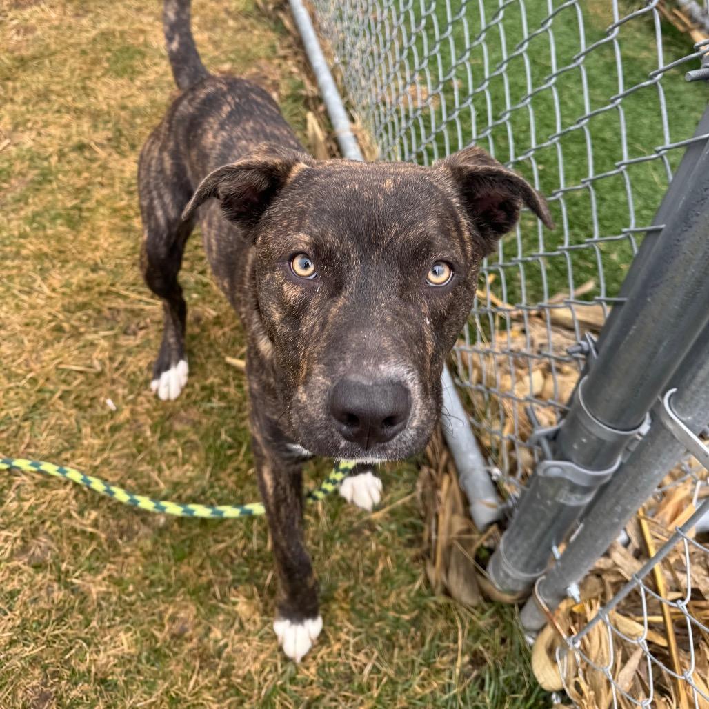 Enlarge Cash, a Adoptable mixed breed in Canton, IL image 2/6