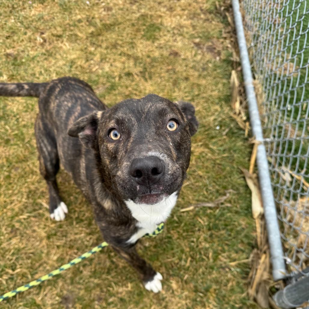 Enlarge Cash, a Adoptable mixed breed in Canton, IL image 3/6