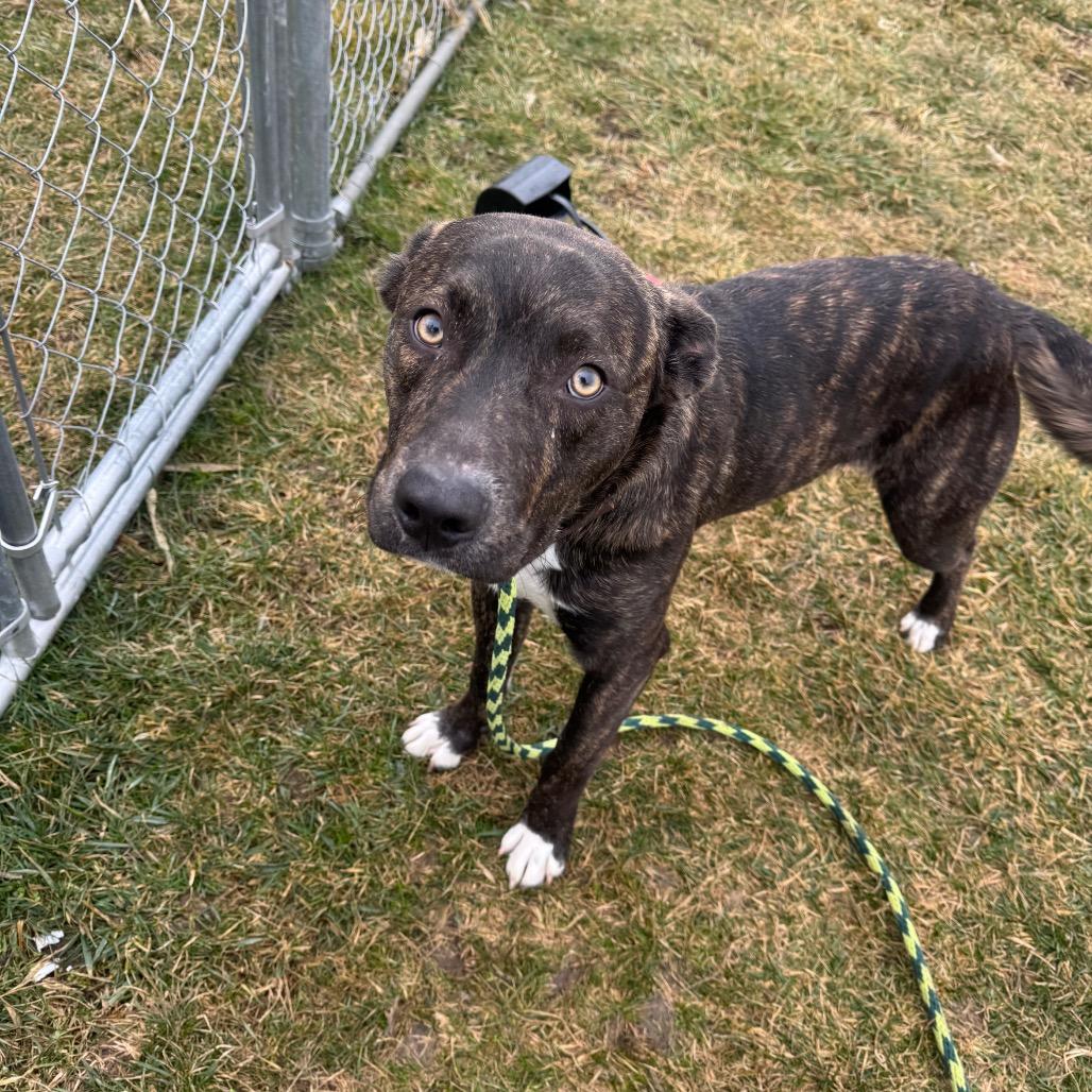 Enlarge Cash, a Adoptable mixed breed in Canton, IL image 5/6