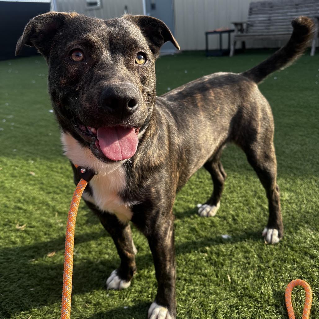 Enlarge Cash, a Adoptable mixed breed in Canton, IL image 6/6