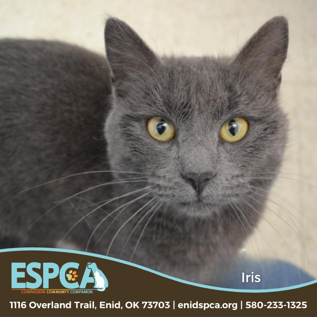 Iris (Stitches/Luna), Adoptable, Senior Female Domestic Short Hair.