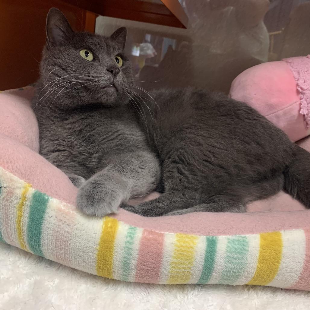 Enlarge Iris (Stitches/Luna), a Adoptable Domestic Short Hair in Enid, OK image 2/2