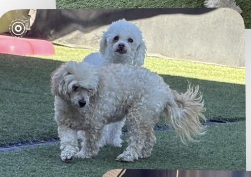 Enlarge Flo, a ADOPTABLE mixed breed in Las Vegas, NV image 2/2