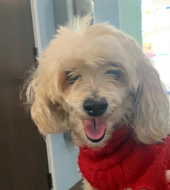 Flo, ADOPTABLE, Adult Female Maltese.