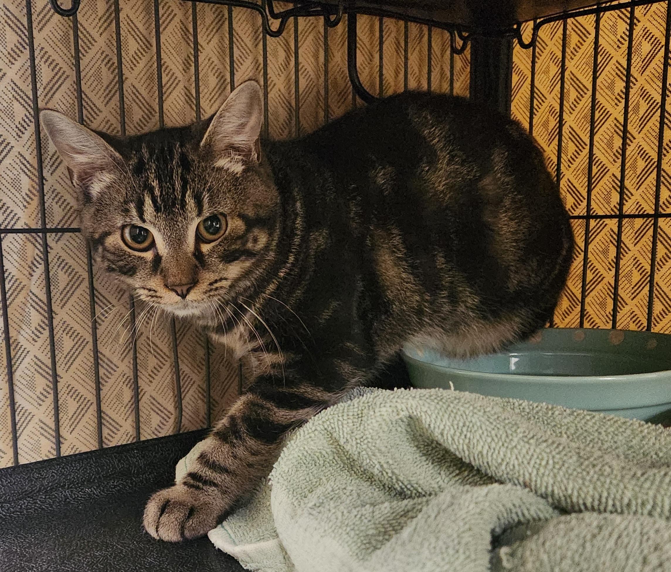Enlarge Mufasa, a Adoptable Domestic Short Hair in Clayton, NJ image 1/1