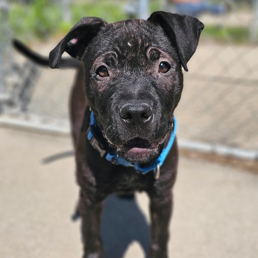 Enlarge Billie Howliday, a Adoptable Mixed Breed in Tulsa, OK image 1/6