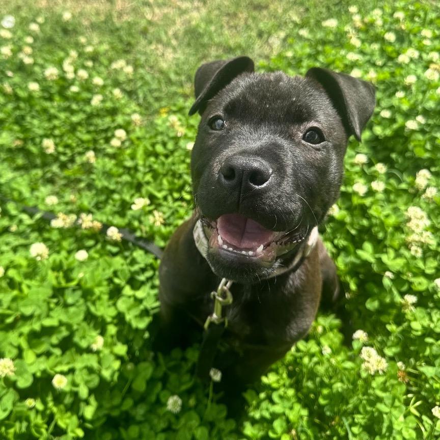 Enlarge Billie Howliday, a Adoptable Mixed Breed in Tulsa, OK image 2/6
