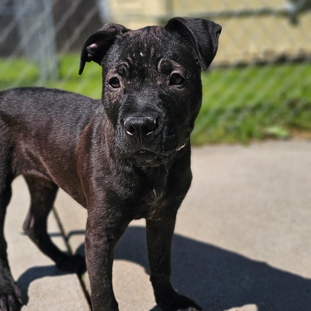 Enlarge Billie Howliday, a Adoptable Mixed Breed in Tulsa, OK image 3/6